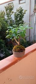 bonsai di limone in stile yamadori 