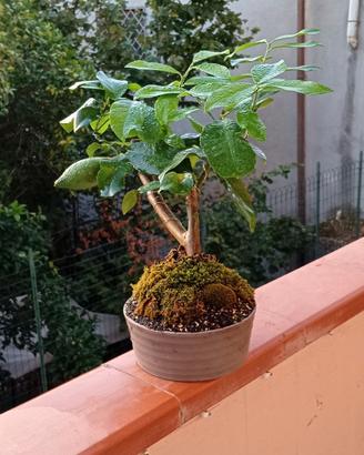 bonsai di limone in stile yamadori 
