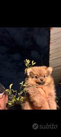 Spitz pomerania