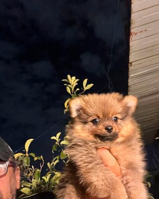 Spitz pomerania