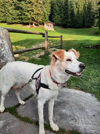 Cucciola stupenda
