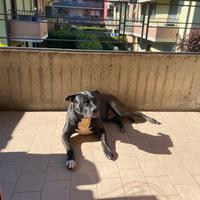 Thor Pitbull amstaff