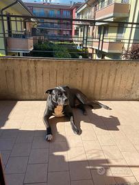 Thor Pitbull amstaff