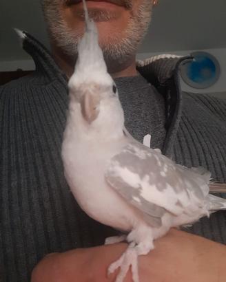 Calopsitte allevata a mano