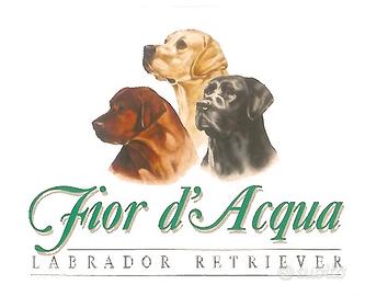 Labrador Neri di 2 mesi disponibili