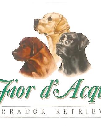 Labrador Neri di 2 mesi disponibili