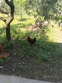 Galli da riproduzione