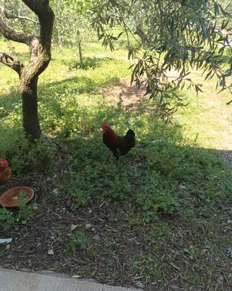 Galli da riproduzione