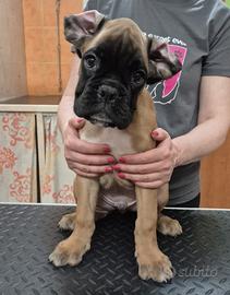 Boxer con pedigree