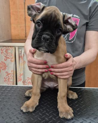 Boxer con pedigree