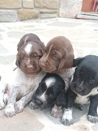 Cuccioli da tartufo