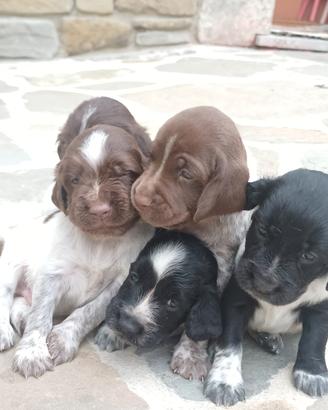 Cuccioli da tartufo