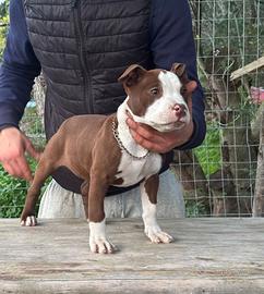 Femmina pitbull terrier