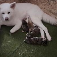 Cuccioli di Akita inu