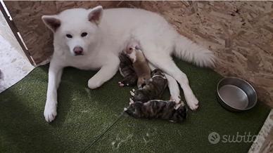 Cuccioli di Akita inu