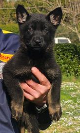 Cuccioli pastore tedesco LINEA 100% LAVORO