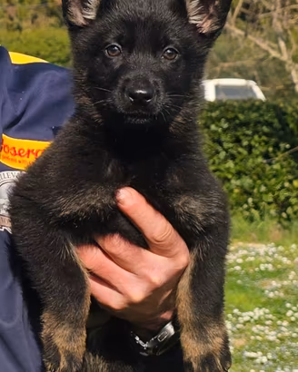 Cuccioli pastore tedesco LINEA 100% LAVORO