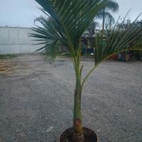 Palma Archontophoenix alexandrae 