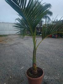 Palma Archontophoenix alexandrae 