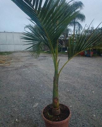 Palma Archontophoenix alexandrae 