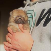 Spitz nano vaccinato e con Pedigree Enci