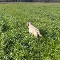 Setter inglese maschio