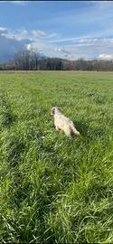 Setter inglese maschio