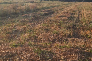 Terreno pianeggiante