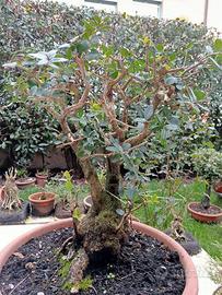Bonsai Filirea foglia piccola