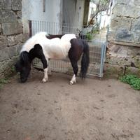 Pony femmina