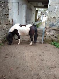Pony femmina