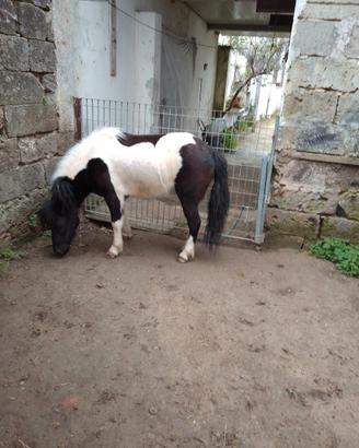 Pony femmina