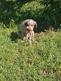 Lagotto da tartufi