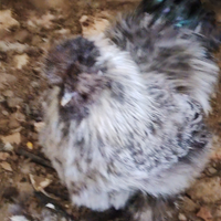 Animali gallo moroseta