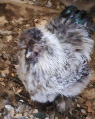 Animali gallo moroseta