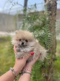 Spitz pomerania toy colore crema