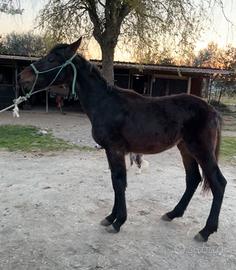 Puledro maremmano ANAM