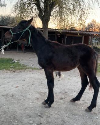 Puledro maremmano ANAM