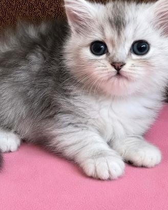 Gattina di persiani normotipici FEMMINA