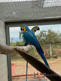 Coppia di ara ararauna conuri del sole