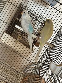 Cocoriti