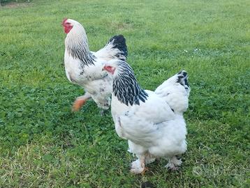 Brahma giovani coppie 11 mesi