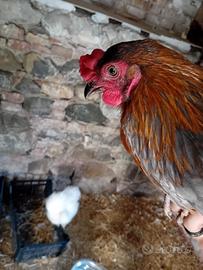 Gallo olive egger