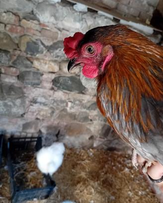 Gallo olive egger