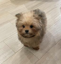 Pomerania- avanese mix