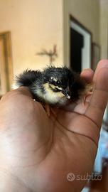 MARANS  29/07/2026