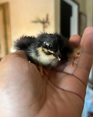 MARANS  29/07/2026