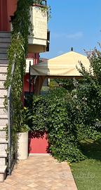 3 viti americane adulte