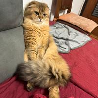 Scottish fold highland per accoppiamento