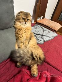 Scottish fold highland per accoppiamento